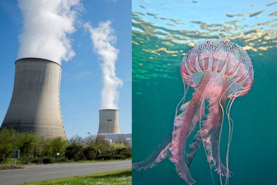 Jellyfish swarm shuts down France's largest nuclear plant
