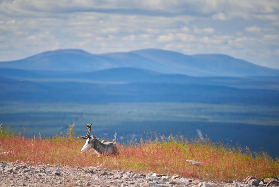 Climate change made Nordic heatwave 2C hotter: Study