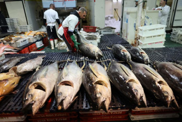 Trump's tariffs drown Brazil's fish industry