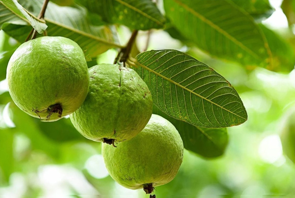 8 science-backed health benefits of Guava