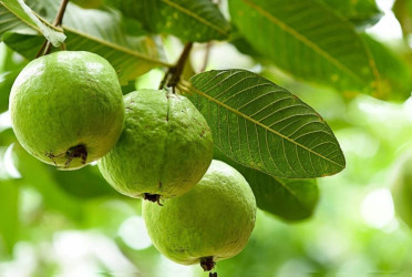 8 science-backed health benefits of Guava