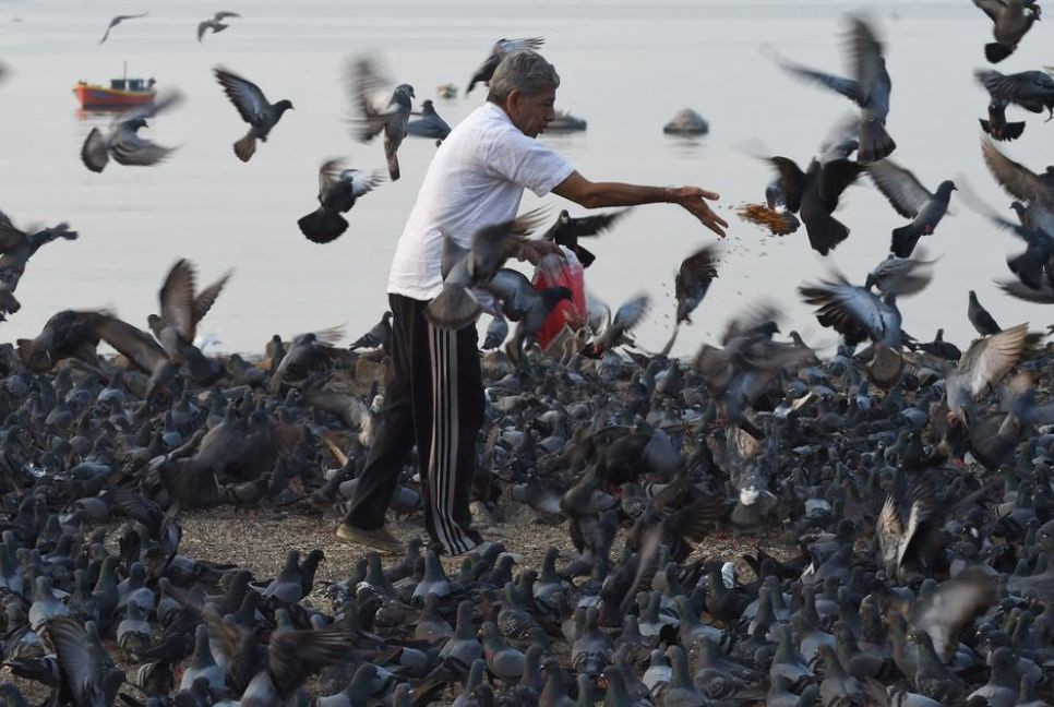 Pigeon feeding: Why Mumbai and other cities worldwide have banned the culture