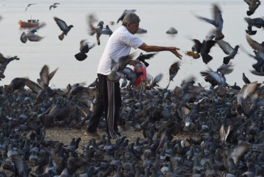 Pigeon feeding: Why Mumbai and other cities worldwide have banned the culture