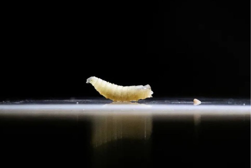 Screwworm: Flesh-eating parasite found in human in US
