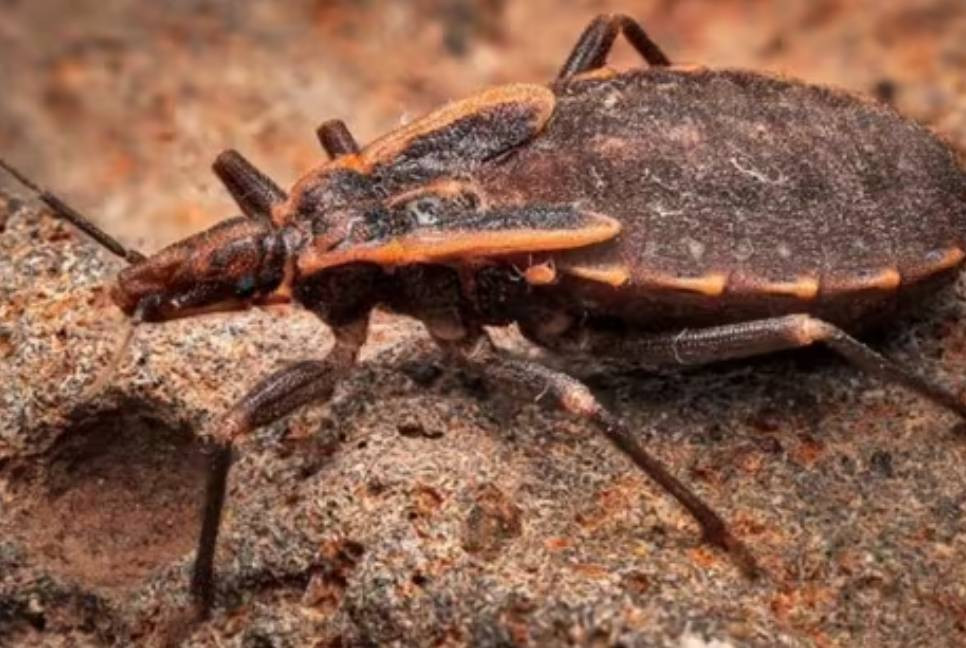‘Kissing bugs’ across US can cause death