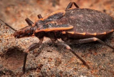 ‘Kissing bugs’ across US can cause death