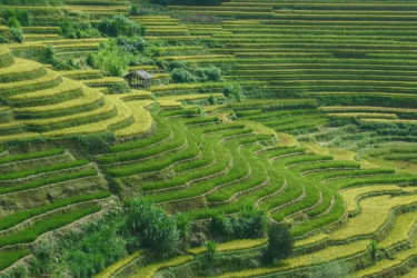 Satellite data revolutionizes agriculture, boosting efficiency, sustainability