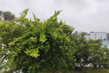 Greening the roofs: A cool solution for Dhaka’s heat