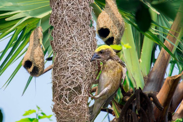 Why is the Weaver bird’s nest disappearing?