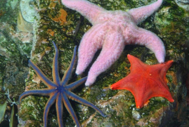 What killed more than 5 billion sea stars?