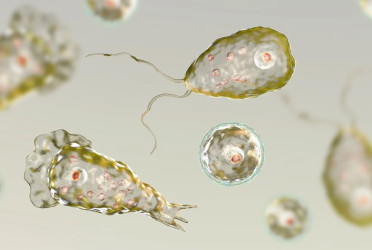 Deadly Brain-eating Amoeba: How It Spreads, Causes, Symptoms, and Treatment