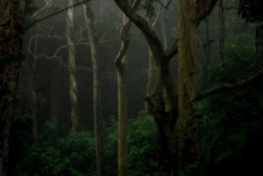 Rema–Kalenga wildlife sanctuary in Habiganj: A comprehensive travel guide