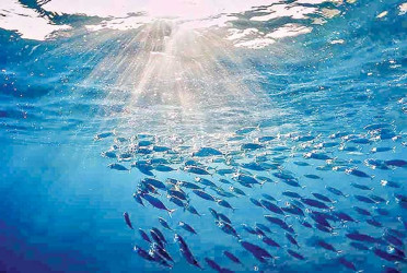 Blue economy’s entire concept still remains elusive
