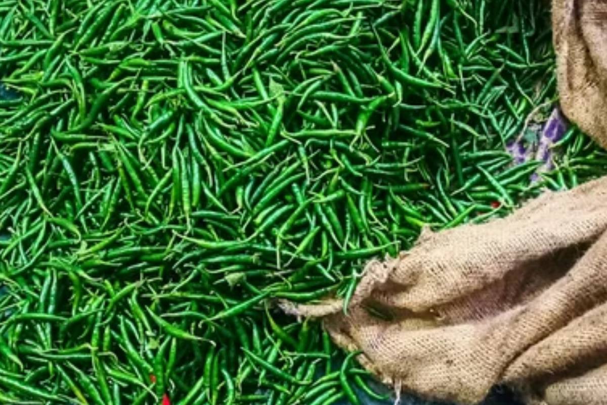 Green chili prices drop by Tk 100 per Kg as imports resume at Hili port