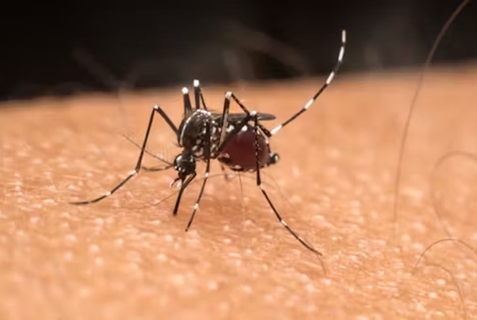 Mosquito menace in Dhaka: Dengue deaths continue despite billions spent