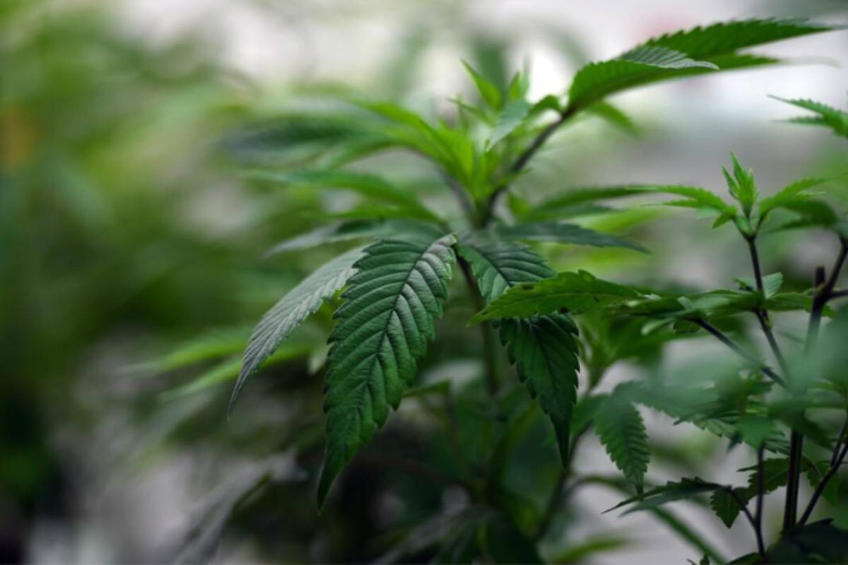 Australia’s top doctors warn of "excessive" medical cannabis prescriptions
