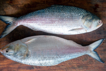 Delicious hilsa slips from table to luxury list