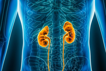 Scientists create 'universal' kidney to match any blood type