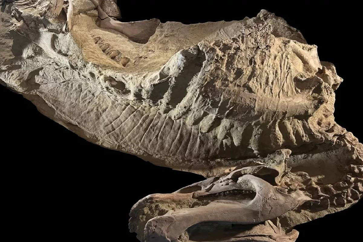 Scientists uncover rare dinosaur “mummies,” offering new insights into prehistoric life