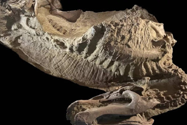 Scientists uncover rare dinosaur “mummies,” offering new insights into prehistoric life
