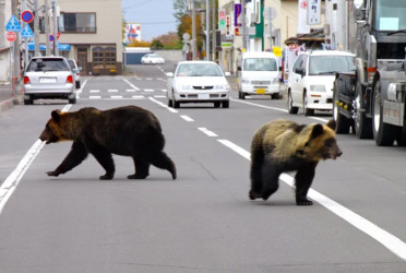 Japan delays bear horror film after deadly attacks