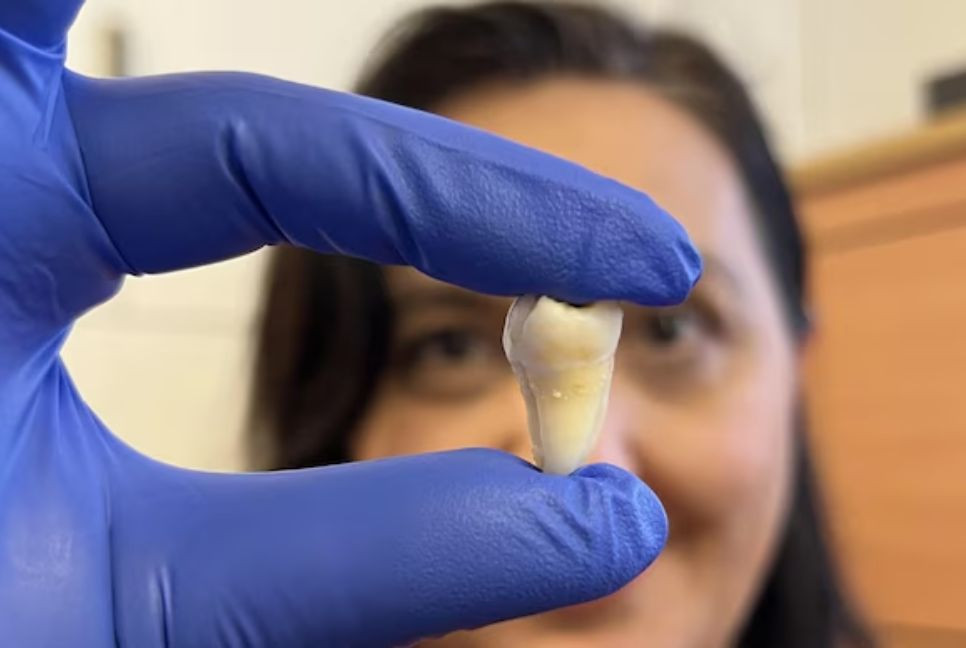 Scientists racing to grow human teeth in lab