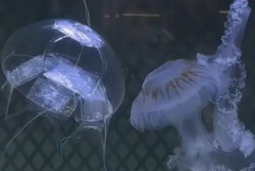 Chinese scientists create “ghost” jellyfish robot