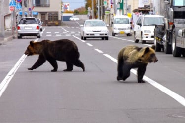 Japan deploys troops to combat surge in deadly bear attacks