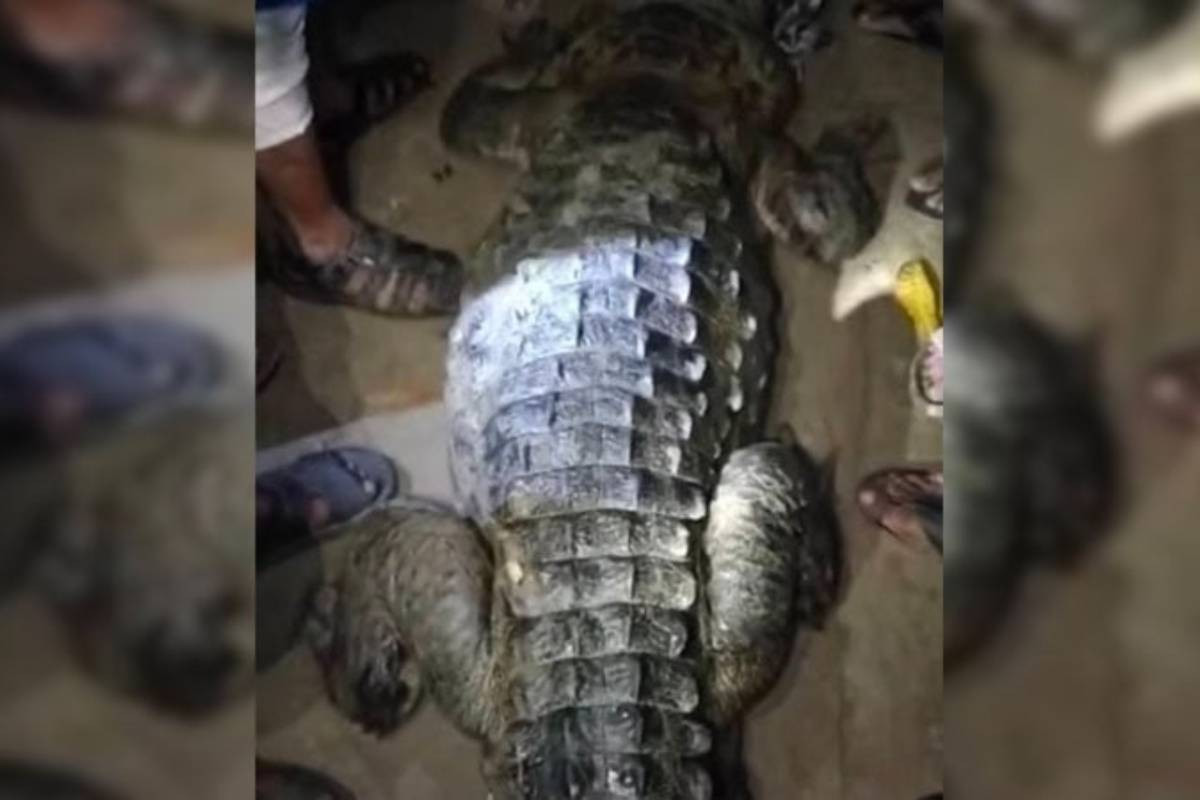 Locals capture crocodile in Manikganj branch of Padma river