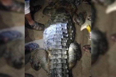 Locals capture crocodile in Manikganj branch of Padma river