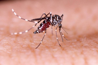 6 dengue patients die, 1,195 new cases detected in 24 hours