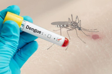 8 die of dengue, 778 hospitalized in 24 hours
