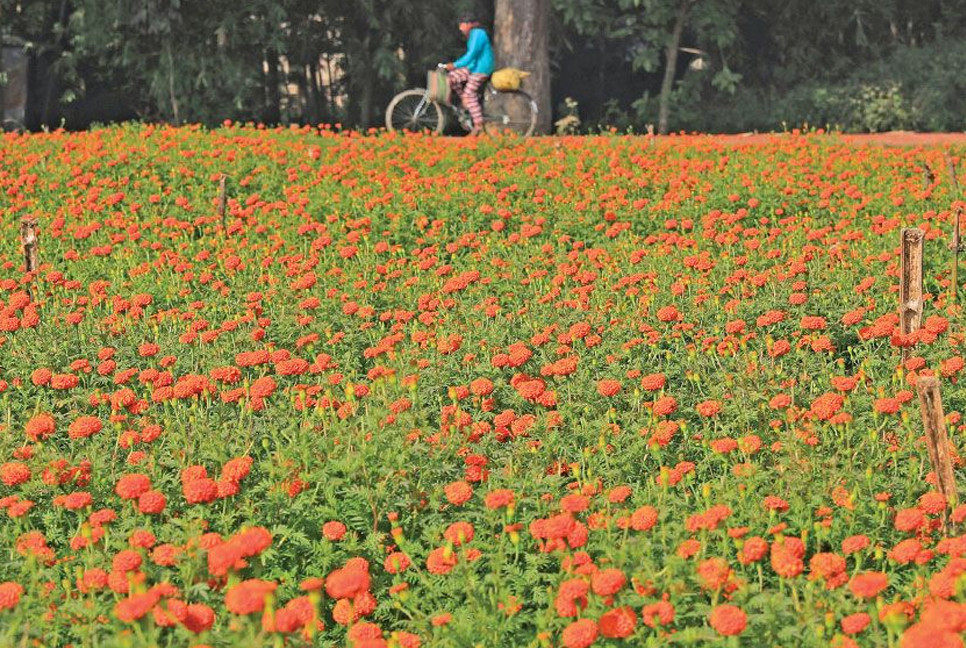Flower capital looks to stable winter for record earnings