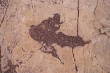 16,000 dinosaur footprints in Bolivia offer rare glimpse into ancient behavior