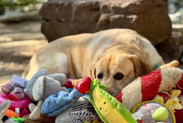 Some dogs can expand their vocabulary