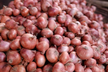 Onion imports through Benapole halted for two weeks