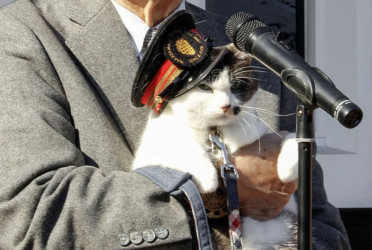Japan has a new cat stationmaster: meet Yontama