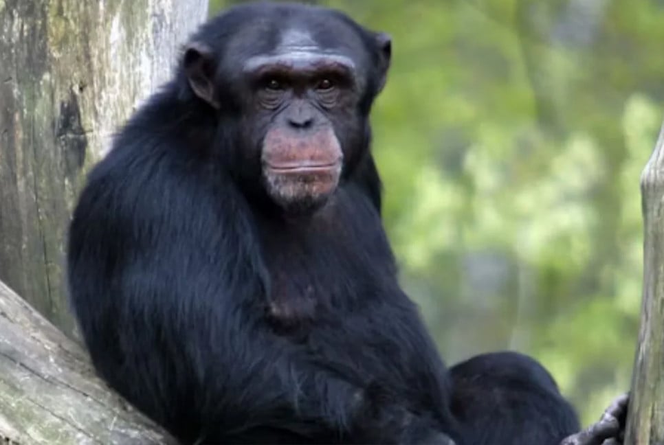 ‘Genius’ chimpanzee who could paint, count and recognise colours dies at 49