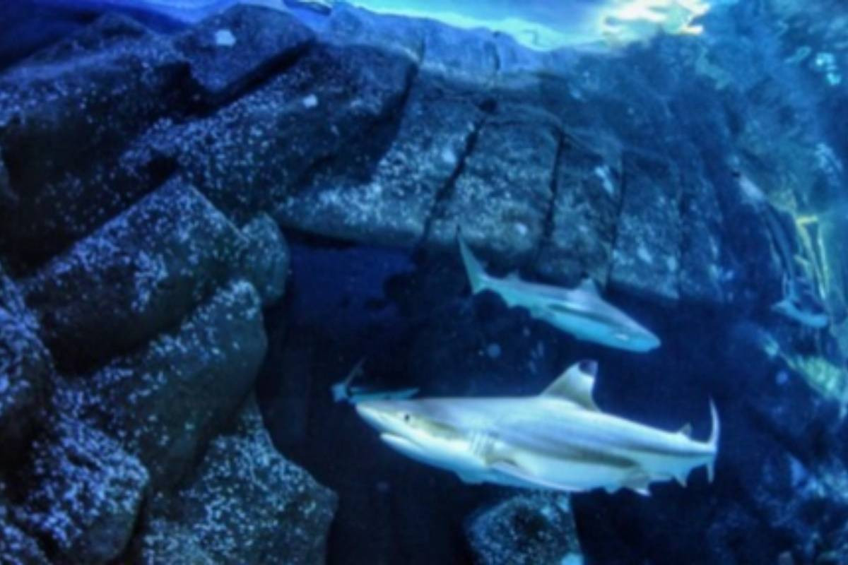 Sharks’ teeth at risk from acidifying oceans, study warns