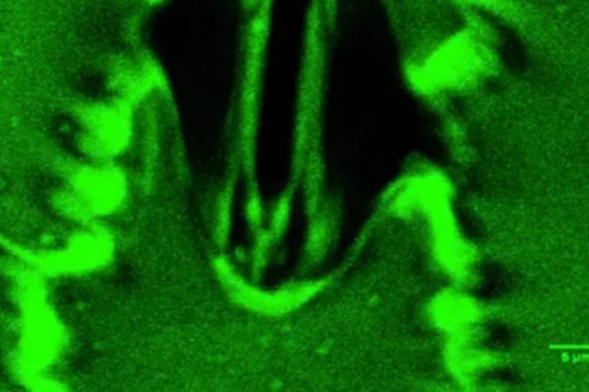 New device lets scientists watch plants breathe live