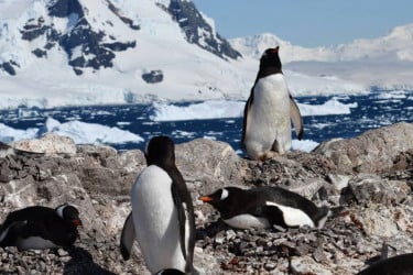 Antarctic penguins shift breeding season drastically, raising climate change concerns