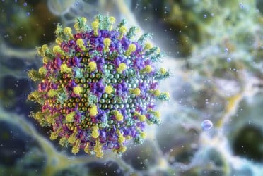 Everything to know about Nipah virus