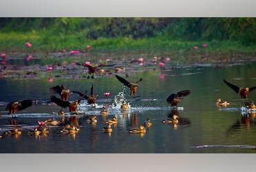 Why are migratory birds not coming?