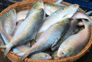 Climate change cuts Bangladesh’s hilsa haul, raising long-term supply risks