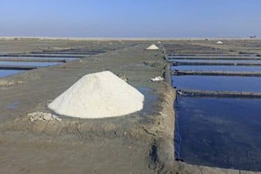 Salt production plunges as prices fall