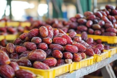 Date market remains volatile despite 192% rise in imports