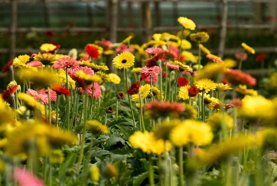 Flower trade hits Tk 2.4 billion in February