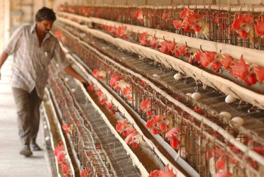 Small poultry farmers struggle as production costs rise