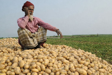 Bangladesh plans to export potatoes to South Asia