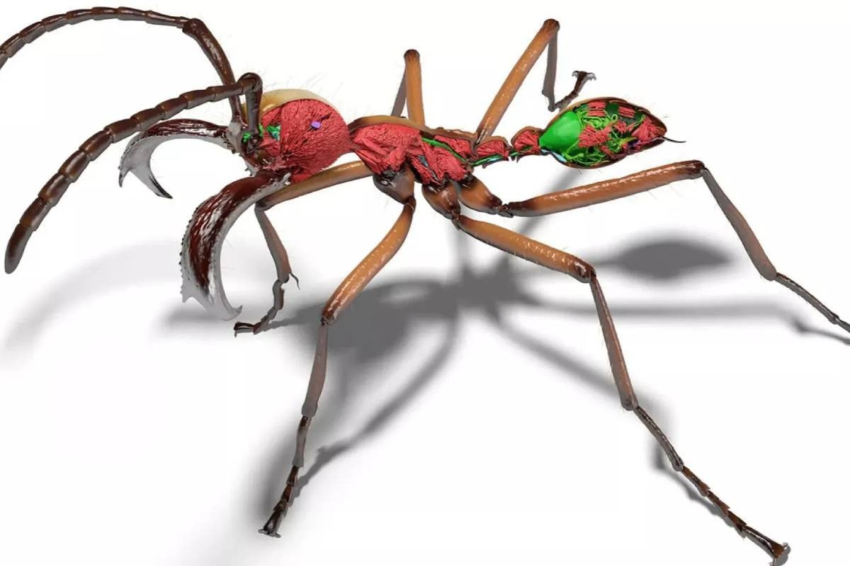 Scientists create AI-powered digital library of ants
